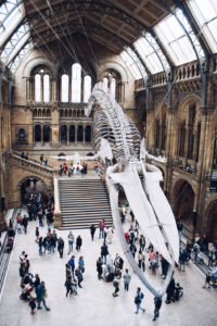 Natural History Museum London