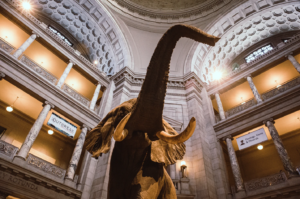 Smithsonian National Museum of Natural History, Washington, DC, USA