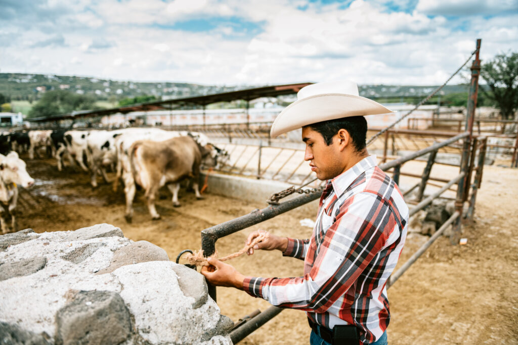 Mexican farmer working in cattle farm
