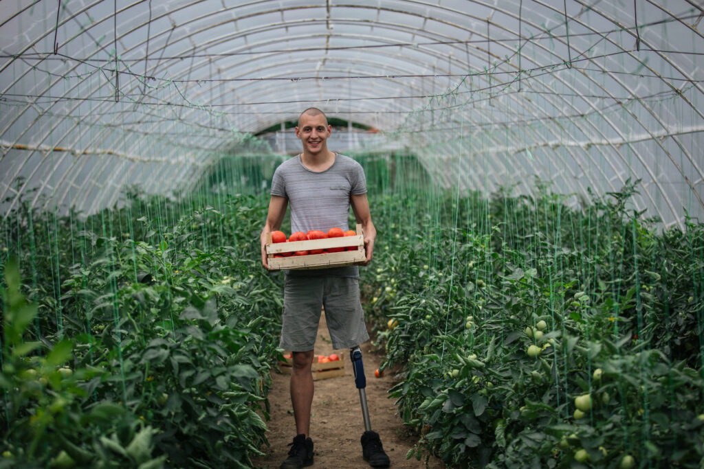 disabled man working on a tomato farm indoors in greenhouse alone.